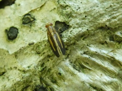 Peplomyza discoidea