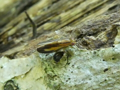 Peplomyza discoidea