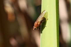 Meiosimyza appula