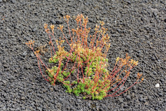 Saxifraga bronchialis funstonii