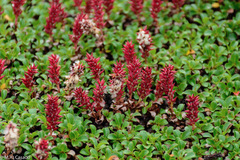 Salix berberifolia kamtschatica