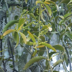Phoradendron bolleanum