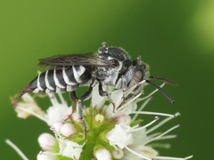 Coelioxys echinatus