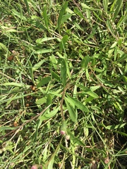 Sphaeromorphaea major