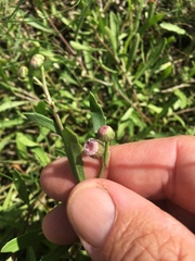 Sphaeromorphaea major