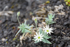 Stellaria eschscholtziana