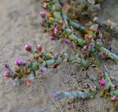 Mesembryanthemum dinteri