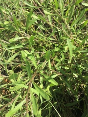 Sphaeromorphaea major