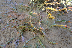 Mesembryanthemum dinteri