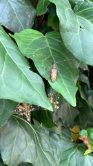 Acalolepta luxuriosa