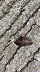 Pericyma cruegeri