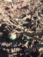 Solanum parvifolium