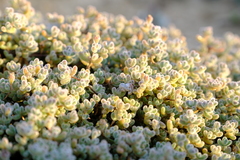 Drosanthemum luederitzii