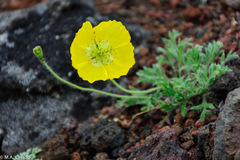 Papaver microcarpum