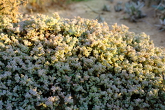 Drosanthemum luederitzii