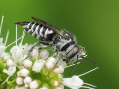 Coelioxys echinatus