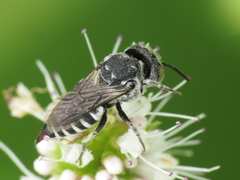 Coelioxys echinatus