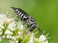 Coelioxys echinatus