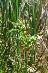 Cirsium oleraceum