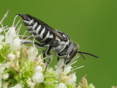 Coelioxys echinatus