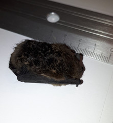 Pipistrellus