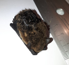 Pipistrellus