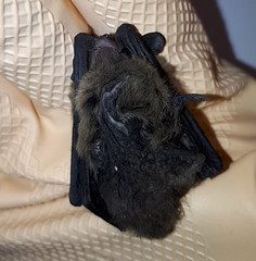 Pipistrellus