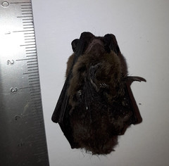 Pipistrellus
