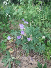 Geranium pratense