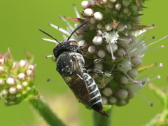 Coelioxys echinatus