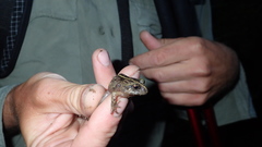 Eupsophus emiliopugini