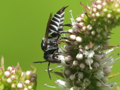 Coelioxys echinatus