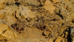 Tridentea pachyrrhiza