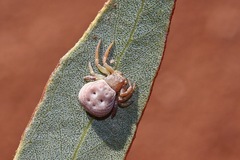 Cymbacha cerea
