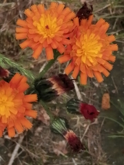 Pilosella aurantiaca