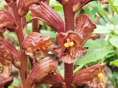 Orobanche alba xanthostigma