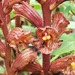 Orobanche alba xanthostigma - Photo (c) mallaliev, some rights reserved (CC BY-NC), uploaded by mallaliev