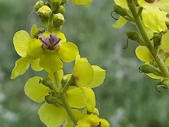 Verbascum pyramidatum