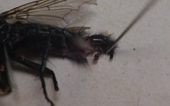 Sarcophaga variegata