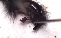 Sarcophaga variegata