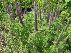 Teucrium hircanicum