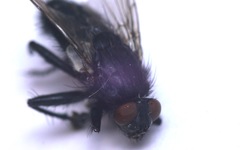 Sarcophaga variegata