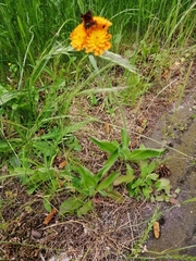 Pilosella aurantiaca