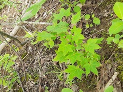 Acer laetum