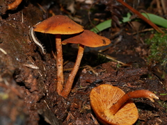 Gymnopilus ferruginosus