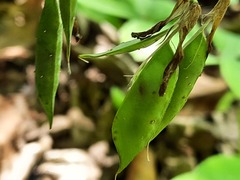 Vicia crocea