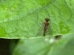 Chrysopilus fasciatus