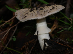 Amanita grisella