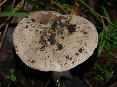 Amanita grisella