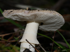 Amanita grisella